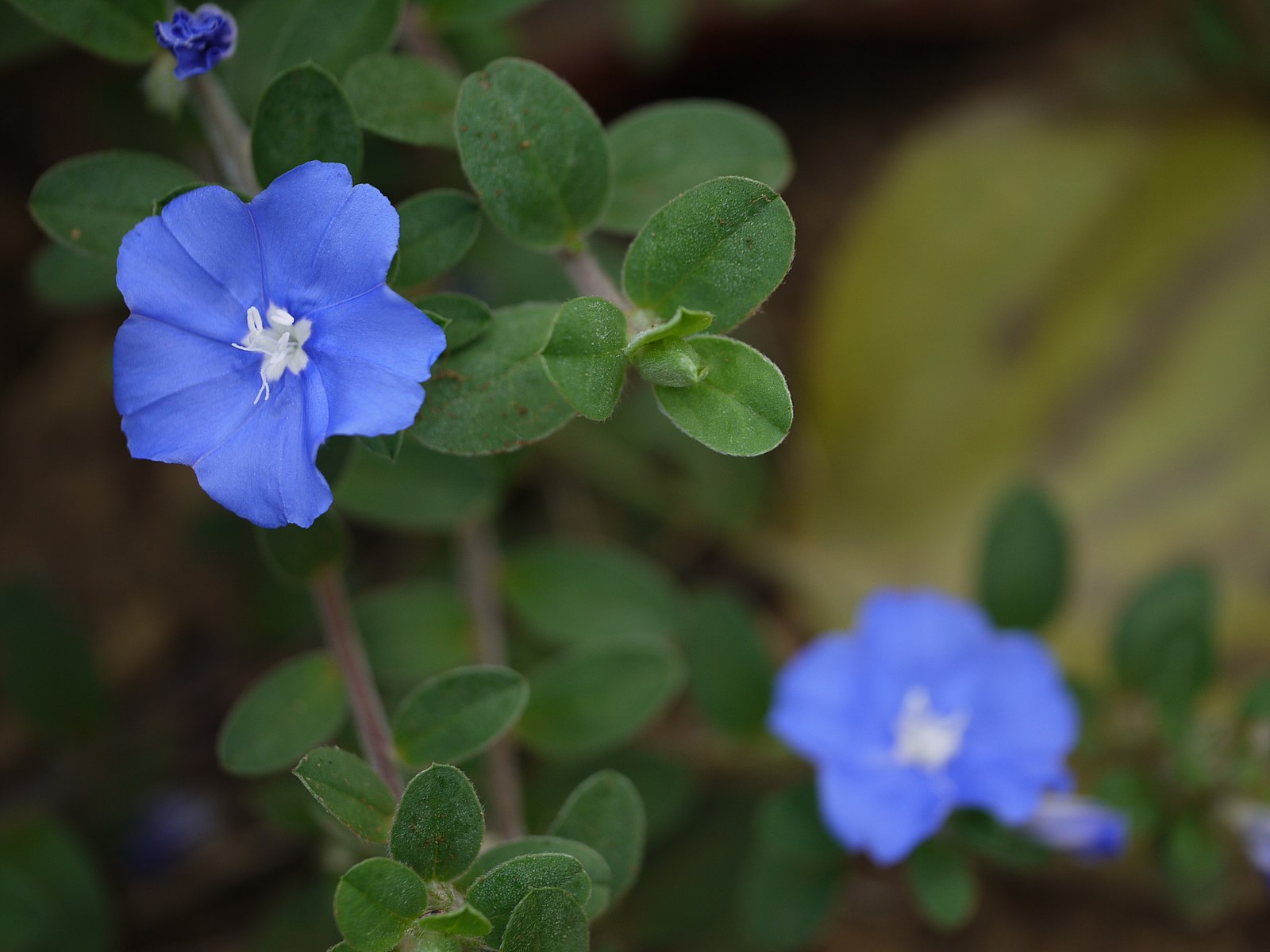 5 Best Ground Cover Alternatives to Replace Grass in My Florida Landscape